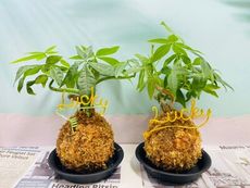 小品水苔球 森林系壁植 室內文青植栽(含底盆及吊牌)
