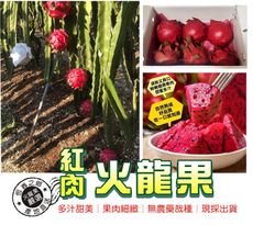 屏東東港爆甜紅心紅龍果( 5台斤/新鮮現採現寄)