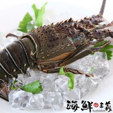 【海鮮主義】極鮮生凍青龍蝦(約300g/隻)