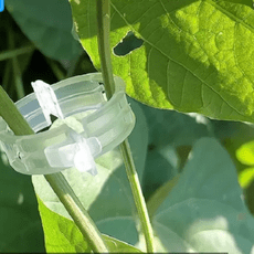 新塑料綁蔓夾綁枝夾 大棚黃瓜蔬菜綁蔓植物固定夾 農用吊蔓夾吊秧夾 透明300個
