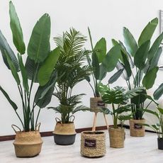 仿真植物旅人蕉室內落地盆栽擺件裝飾龜背葉竹綠植天堂鳥假樹 70CM龜背連盆