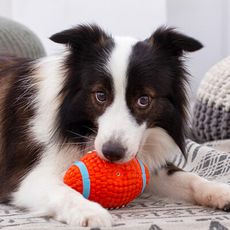 【咪多樂】＜L號＞寵物啾啾發聲玩具球 質量 磨牙 發聲 耐咬訓練 狗狗玩具 寵物球