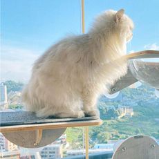 【咪多樂】《跳台款》 貓爬架牆 玻璃貓牆 吸盤 漫步雲端 吸盤式貓吊床 耐重15kg 貓抓柱