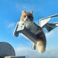 【咪多樂】《長柱款》 貓爬架牆 玻璃貓牆 吸盤 漫步雲端 吸盤式貓吊床 耐重15kg 貓抓柱