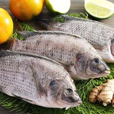 【上野物產】嚴選台灣鯛魚(200~250g)隻 - 200~250g/尾((粗略)去鱗去肚)