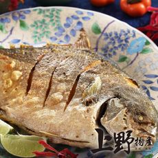 【上野物產】澎湖野生黃金鯧