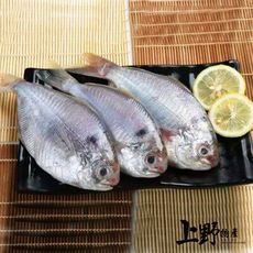 【上野物產】經濟實惠高營養的 越南捕撈肉鯽魚(75g±10%/隻)