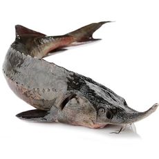 【上野物產】南投民間溫養嚴選鱘龍魚 (600g)隻 - 600g/隻