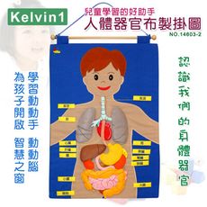 【兒童學習的好助手】人體器官布製掛圖No.14603-2