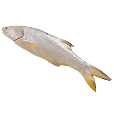 鮮嫩午仔魚250-300g±10%