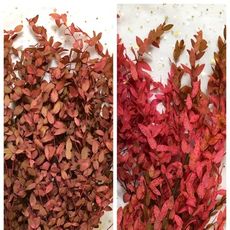 永生花花材，漸變尤加利細葉，一份10克如圖四(5入)