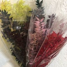 永生花花材，富貴葉一支裝，10cm(10入)