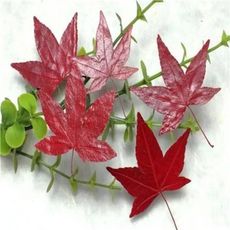 楓葉標本 滴膠乾花DIY手工花材押花材料乾花標本植物教學標本，一份5片裝(10入)