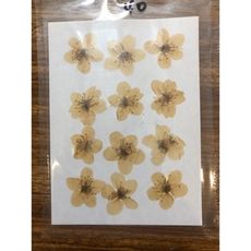 李花 ，diy滴膠乾花手機殼押花畫壓花，一包12朵裝(10入)