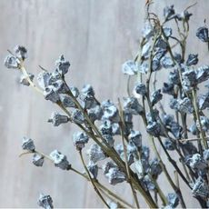 永生花花材 ，尤加利果新果，一份約10個果子(5入)