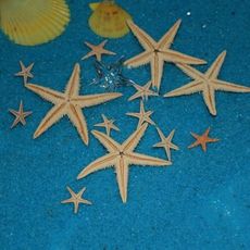 天然海星，海洋風裝飾(10入)