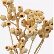 永生花花材，永生尤加利果，一份如圖約7顆，散果一份10顆(10入)