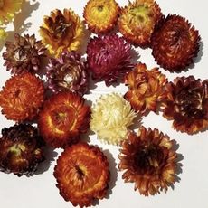 小雛菊花頭DIY麥稈菊永生花乾花拍攝道具，尺寸2-4公分不等，一份2大1小三顆裝 (樣式隨(10入)