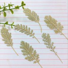白妙菊 diy押花賀卡書簽花材香薰蠟燭乾花，一包12片(10入)