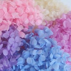 永生花花材，安娜繡球，一份2克裝(5入)