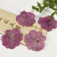 櫻花，壓花香薰蠟燭花材，DIY書簽賀卡，一份12片(10入)