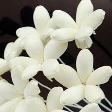日本進口永生花花材，大地農園樹皮茉莉，編號32810，約3-3.5公分，一支價(5入)
