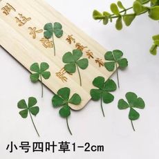 四葉草標本 幸運草滴膠乾花DIY押花材料，1-2公分12朵(10入)
