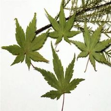 楓葉標本 滴膠乾花DIY手工花材押花材料乾花標本植物教學標本12片裝(5入)
