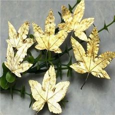 楓葉標本 滴膠乾花DIY手工花材押花材料乾花標本植物教學標本，一份12片(5入)