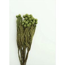 永生花花材 ，珊瑚果 ，長度約30公分，小份一支（果實多寡隨機出貨）