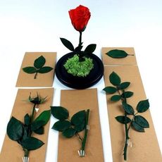 玫瑰花枝葉，玫瑰梗 ，玫瑰葉（包含10、15、20cm帶葉枝）