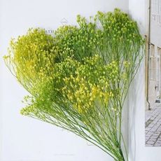 日本進口永生花花材，大地農園小粉草 小份3克約15公分(5入)