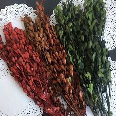 永生花花材，小葉黃楊，每份5克裝(5入)