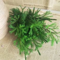 永生花花材，彩色石松，每份一支(5入)