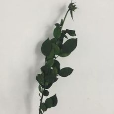 玫瑰梗，玫瑰花枝葉，長度約30公分