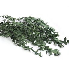 永生尤加利細葉 ，一份10克 (長度不裁減)(5入)