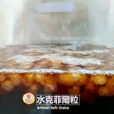 水克菲爾粒 Water Kefir Grains【提琉比】水克，緹比水晶 ，Tibicos，天山雪蓮