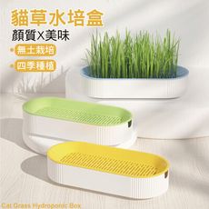 貓草水培盒 貓草種植 貓草 貓薄荷