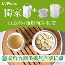 季節限定 孝敬母親首選【天然專賣】產銷履歷乾燥杭菊+白瓷杯禮盒組 台灣在地杭菊 /不燻硫 /無防腐劑