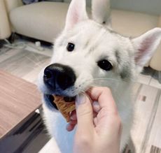 【喵犬室】Hundsfutter天然純素狗餅乾(胡蘿蔔口味) - 150g