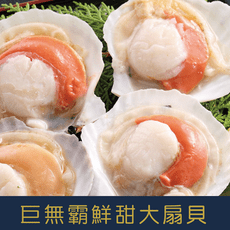 日本野生巨無霸大扇貝11-12cm*10顆/包