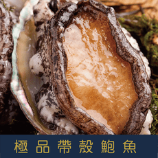 極品帶殼鮑魚14顆1kg±10%