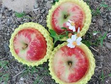 【水果達人】嚴選大顆 紐西蘭蜜蘋果6顆/盒(250g/顆)