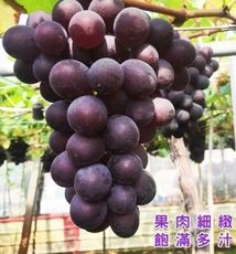 【水果達人】台灣一級巨峰葡萄3斤1箱