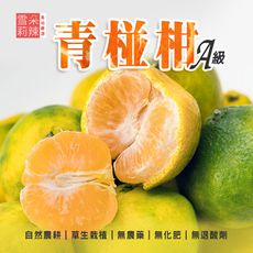 【雪莉朵辣嚴選】A級青椪柑大果