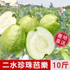 【阿旺芭樂】二水產直送-濁水溪珍珠芭樂禮盒(10台斤/箱)