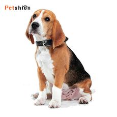 【Petshion】寵物皮革項圈 狗項圈 寵物頸圈 狗狗項圈 真皮手工項圈 C1-L