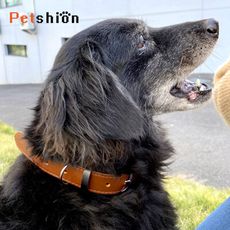 【Petshion】狗項圈 寵物頸圈 真皮項圈 C3-L