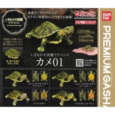 全套4款 生物大圖鑑 進擊 烏龜 P1 彩龜 扭蛋 轉蛋 紅耳彩龜 動物模型【181558】