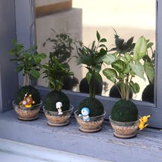 【迎光】萌寵卡通綠苔球(拉拉熊、史奴比、叮噹、皮卡丘    四款可選)